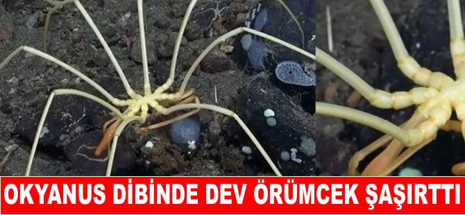 Okyanus dibinde dev deniz örümceği görenleri şok etti!