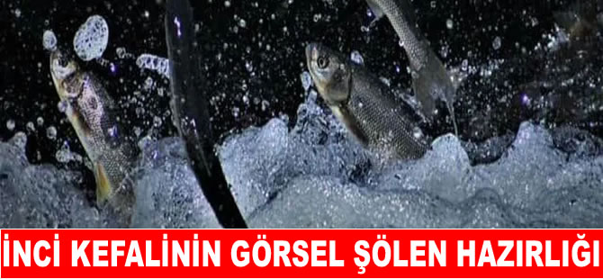 İnci kefali görsel şölene hazırlanıyor