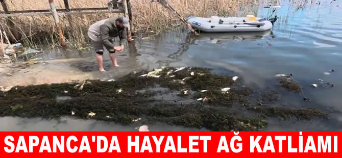 Sapanca Gölü’nde ‘Hayalet Ağ’ katliamı