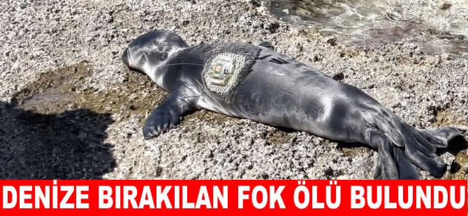101 gün sonra denize bırakılan fok ölü bulundu