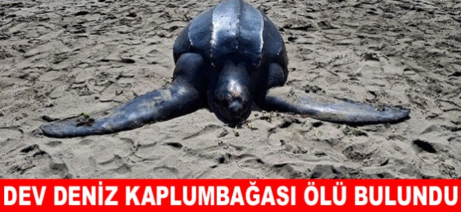 Dev deri sırtlı kaplumbağa sahile vurdu!