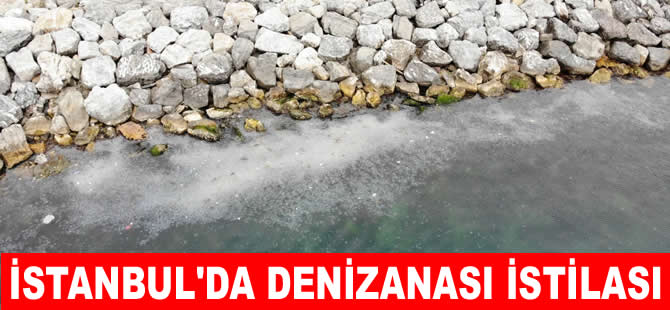 İstanbul sahillerinde denizanası istilası