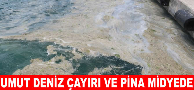 Marmara Denizi, deniz çayırları ve pina midyeleri ile kurtarılacak!