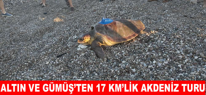 Gümüş 12 bin, Altın 5 bin kilometreden fazla yol katetti