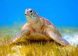 İztuzu’nda sezonun ilk caretta caretta yuvası belirlendi