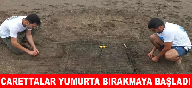 İztuzu’nda sezonun ilk caretta caretta yuvası belirlendi