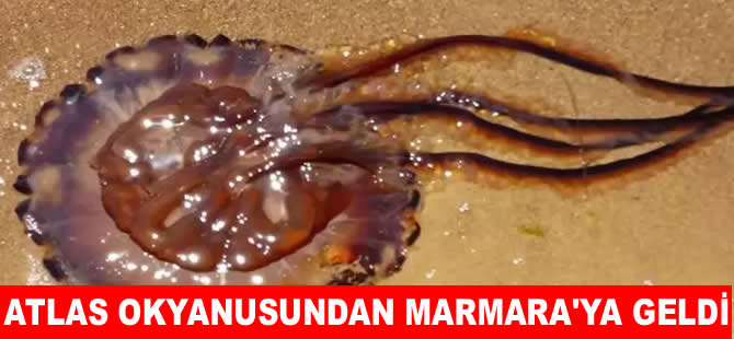 Atlantik’ten gelen davetsiz misafir Marmara’da