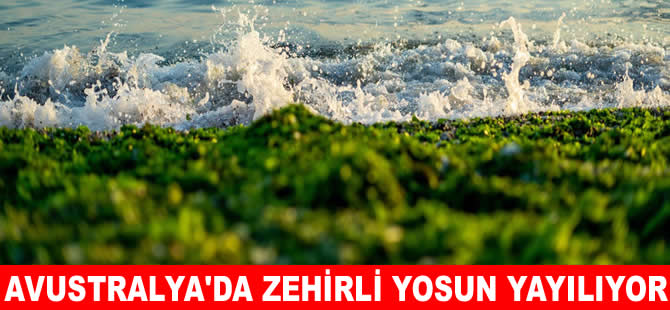 Avustralya’da zehirli deniz yosunu yayılıyor