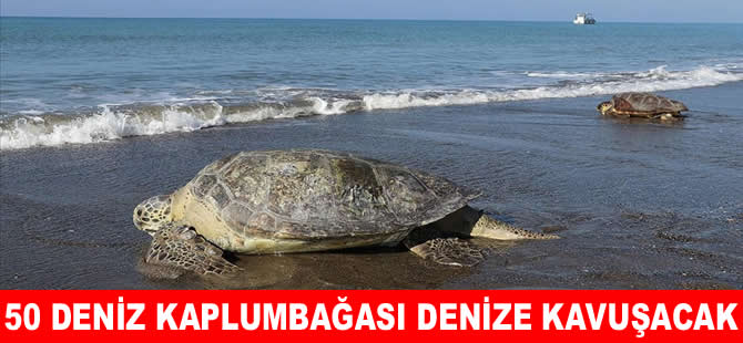 Tedavi edilen 50 caretta carettayı yeniden denizle buluşacak