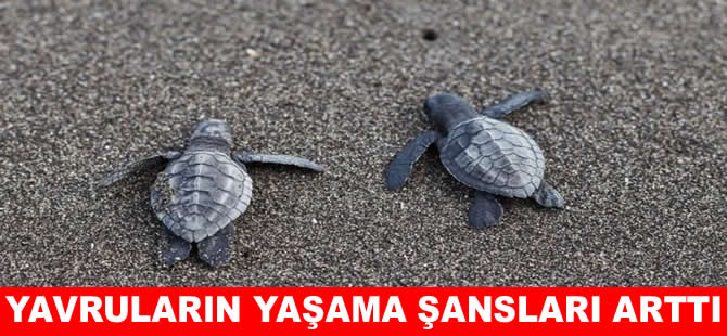 Geçen yıl 760 bin caretta caretta yavrusu hayata tutundu