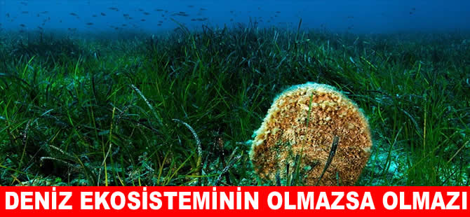 Denizlerin akciğeri deniz çayırları yok olmak üzere
