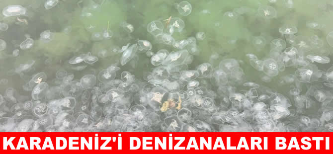 Karadeniz sahillerini denizanaları bastı