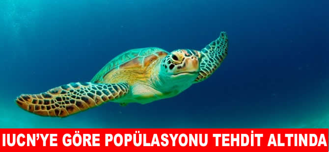 Küresel ısınma deniz kaplumbağalarını tehdit ediyor