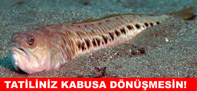 Zehirli balığın anlık teması bile hastanelik ediyor