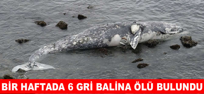 Bir haftada altı gri balina ölü bulundu