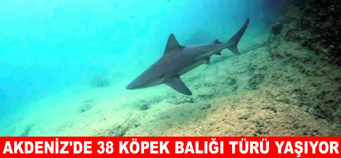 Köpekbalığı yaşayan deniz sağlıklı denizdir