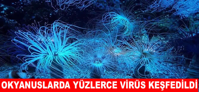 Okyanuslarda yüzlerce dev virüs bulundu