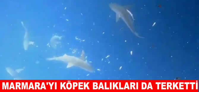 Oksijensiz kalan Marmara'da köpekbalığı popülasyonu azaldı
