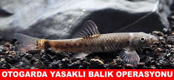 Antalya otogarında yasaklı balık yakalandı