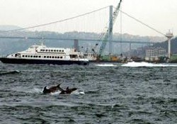 İstanbul Boğazı'na yunus akını