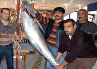 Gökova'da 120 kiloluk orkinos yakalandı