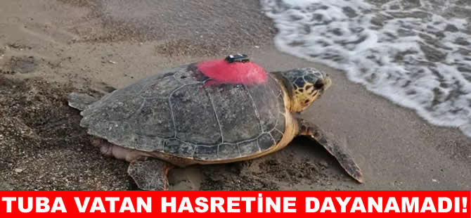 Tuba tam 5 yıl sonra Türiye’ye  döndü!