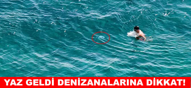 Yaz geldi deniz analarına dikkat!