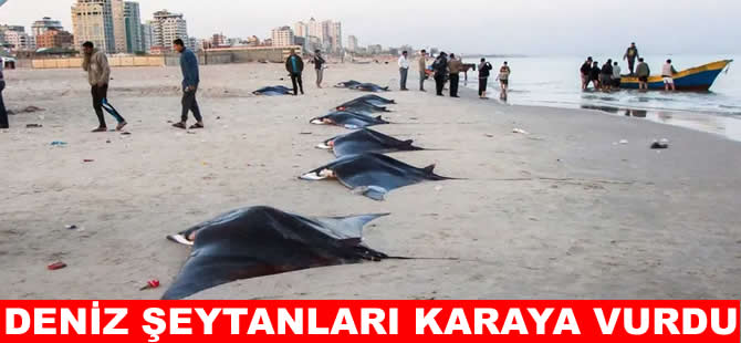 Akdeniz’de 'Deniz şeytanları' kıyıya vurdu