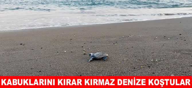 İztuzu’nda caretta caretta yavrularının denize yolculuğu başladı