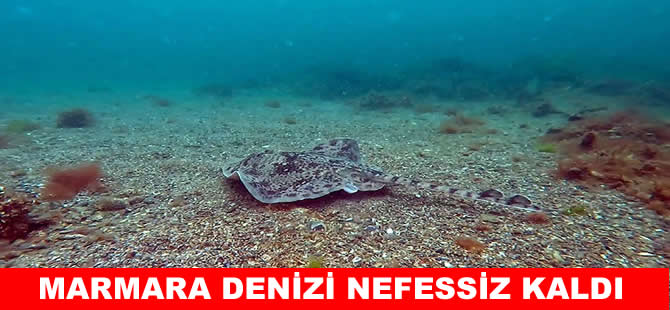 Marmara Denizi’nde köpek balığı ve vatoz artışı