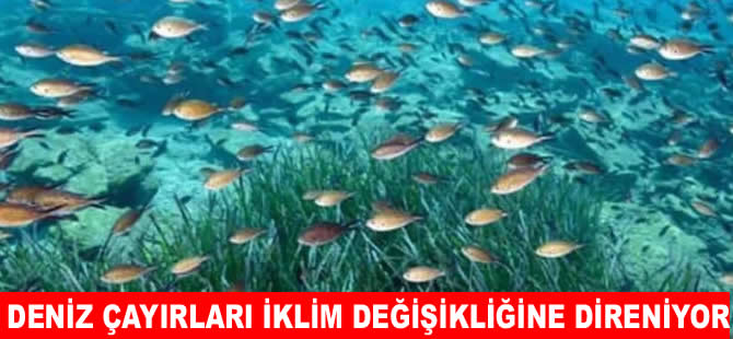 Marmara’da deniz çayırları iklim değişikliğine direniyor