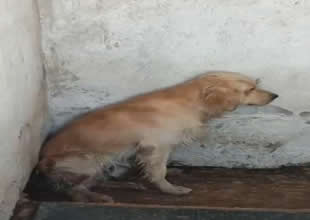 Denize girdiği için şikayet edilen Ares adlı köpek öldü
