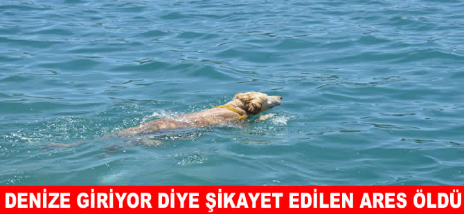 Denize girdiği için şikayet edilen Ares adlı köpek öldü