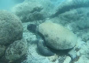 Caretta carettaların ısırma nedeni ortaya çıktı!