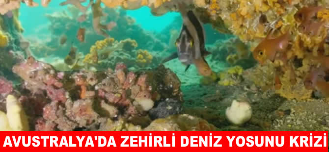 Avustralya'da zehirli deniz yosunu krizi