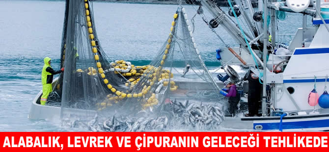 Alabalık,çipura ve levreğin geleceği tehlikede
