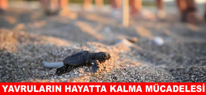 Caretta carettaların denizle buluşma yolculuğu başladı