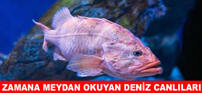 Uzun yaşam süreleriyle rekor kıran deniz canlıları