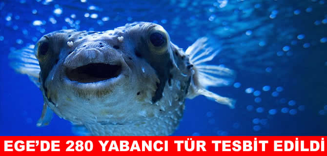 Ege Denizi yabancı türlerin istilasına uğradı