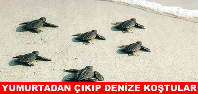 Akdeniz’in simgesi yavru carettaların çıkışı tüm hızıyla sürüyor