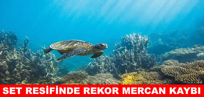 Büyük Set Resifi'nde rekor düzeyde mercan kaybı