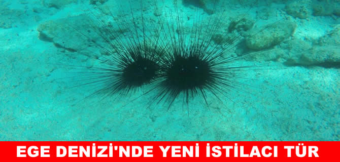 Ege Denizi’nde yeni tehlike! Uzun dikenli deniz kestanesi