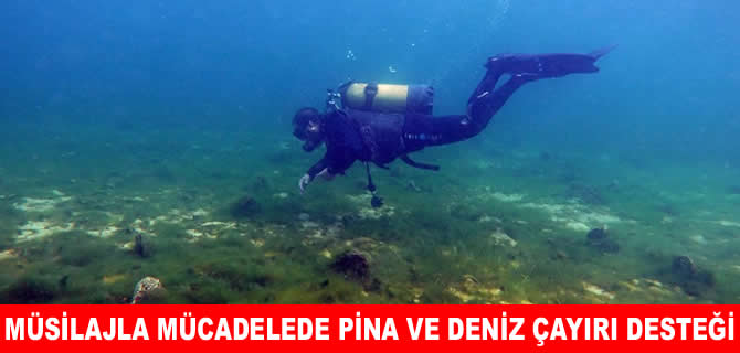 Pina midyeleri ve deniz çayırları Marmara'ya nefes oldu