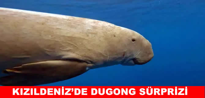 Deniz inekleri Kızıldeniz'de görüntülendi