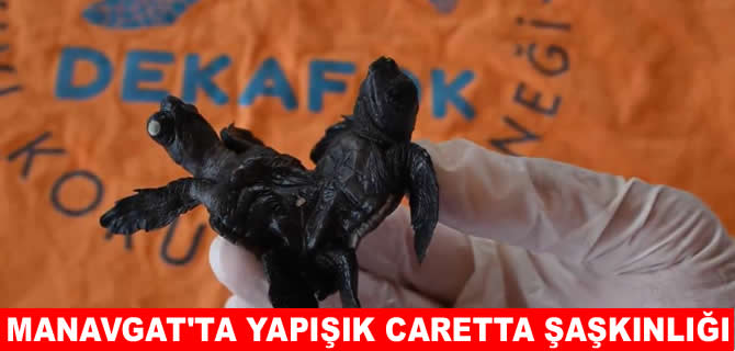 Manavgat’ta siyam ikizi  caretta şaşkınlığı