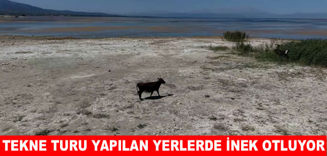 Tekne turları yapılan yerde inekler otluyor