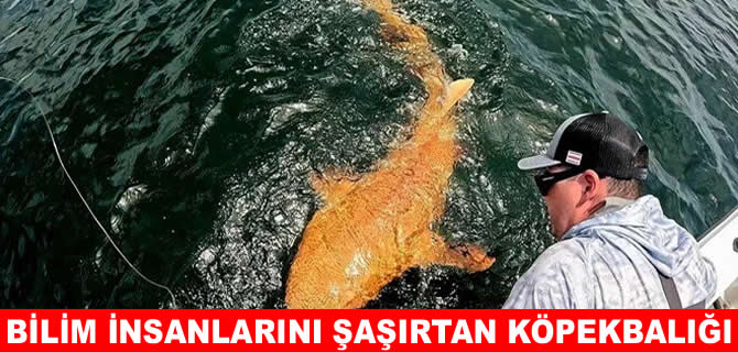 Turuncu köpek balığı bilim adamlarını şaşırttı