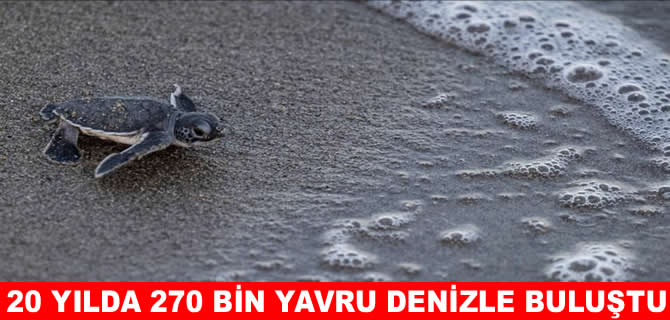 20 yılda 270 bin kaplumbağa yavrusu denizle buluştu