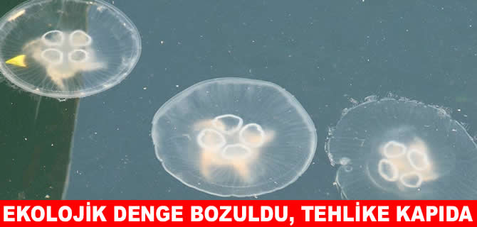 Marmara’da balıkçıların yeni kabusu denizanası