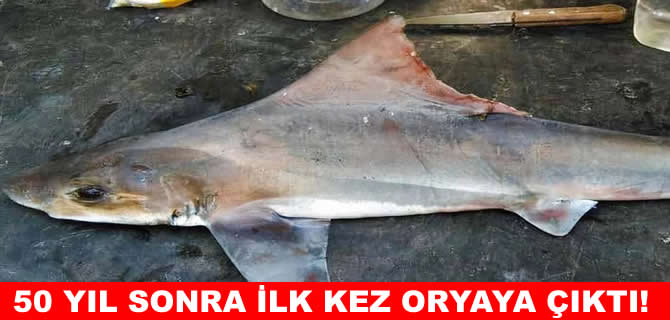 Nesli tükendiği sanılıyordu... 50 yıl sonra ilk kez görüldü